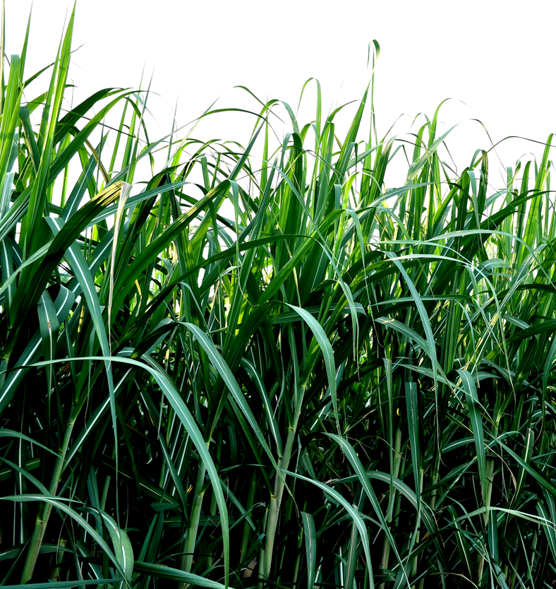 Committed to a Greener Future